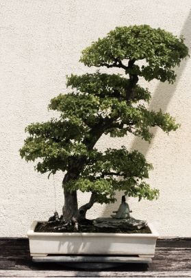 bonsai tree image